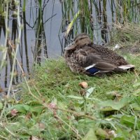 УТКА :: СЕРГЕЙ ФИЛОЧКИН