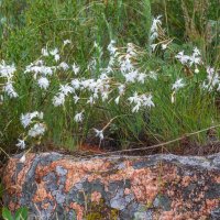 Краски лета. Гвоздика махровая. :: Алексей Трухин Краски лета. Гвоздика махровая. :: Алексей Трухин