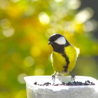 Большая синица (самец) :: Юрий Куликов Большая синица (самец) :: Юрий Куликов