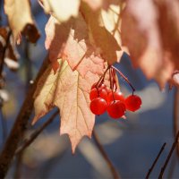 Калина :: Наталия Григорьева