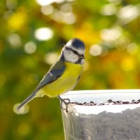 Маленькая красавица - лазоревка... :: Юрий Куликов