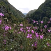 НА ГРАНИЦЕ С АБХАЗИЕЙ :: Tata Wolf