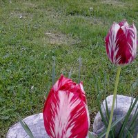 Тюльпан :: Сергей Кочнев