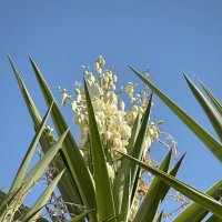 Юкка :: Александр Деревяшкин