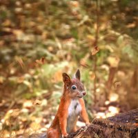 * :: Svetlana Galvez