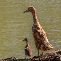 Где то там твой папа :: Игорь Протасов