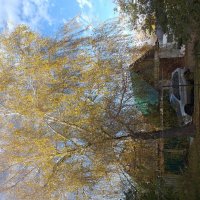 берёза :: Галина Флора