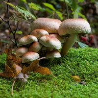 Грибы. :: Lucy Schneider 