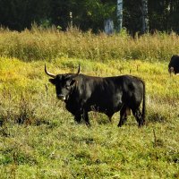 дикий мир осенью :: ИННА ПОРОХОВА