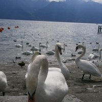 Отвергнутый..... :: Алёна Савина