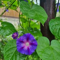 Утренний дождик :: Наталья 