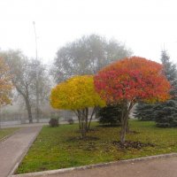 *** :: Лариса С. *** :: Лариса С.