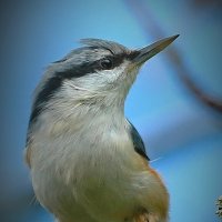 крупным планом  ... :: Andrey Bragin 