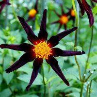 Звёздный :: Юрий. Шмаков