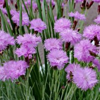 Природа :: Светлана Ищенко