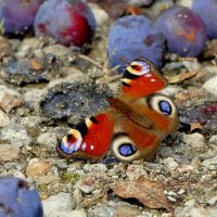 из вчерашней съёмки 3 :: Александр Прокудин из вчерашней съёмки 3 :: Александр Прокудин