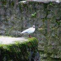 *** :: Наталья Герасимова *** :: Наталья Герасимова