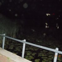 кувшинки :: fogmeadowww m