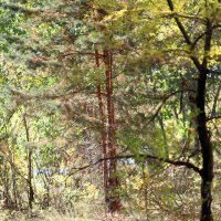 В парке :: Андрей Л. В. В парке :: Андрей Л. В.