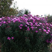 Букет в саду :: Людмила Смородинская Букет в саду :: Людмила Смородинская