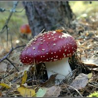 *** :: Aleksandr Gal