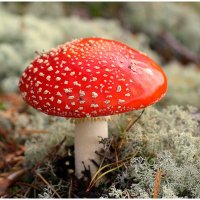 *** :: Aleksandr Gal