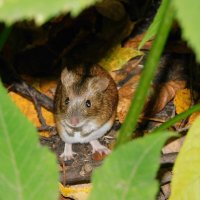 Полевая мышь :: Лина Полевая мышь :: Лина