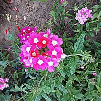 Цветы. :: Владимир Драгунский Цветы. :: Владимир Драгунский