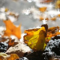 С Днём отражений в лужах! :: Андрей Заломленков