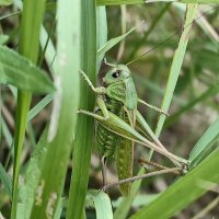 В траве сидел кузнечик... :: Евгений Васильев