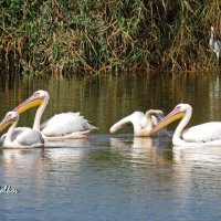 Розовые пеликаны :: Николай Волков