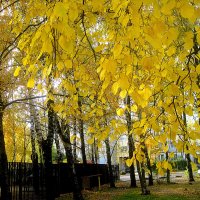 Золото осени :: Елена Семигина Золото осени :: Елена Семигина