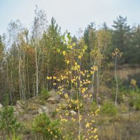 Тонкая берёзка :: sorovey Sol