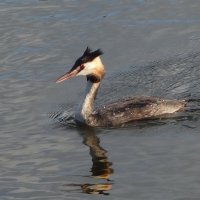 Чомга :: Рита Симонова