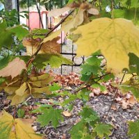 ,,, :: Сергей Тимоновский