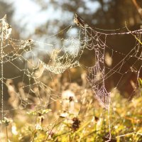 *** :: Елена Kазак (selena1965) *** :: Елена Kазак (selena1965)