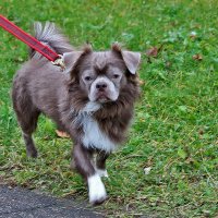 Грозный чихуахуанчик :: Светлана 