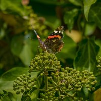 Адмирал... :: Александр Посошенко