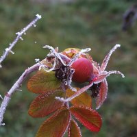 ** :: Зоя Мишина ** :: Зоя Мишина