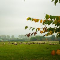 овечки :: Батик Табуев
