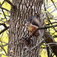 . :: РИТА ЛЕВКОВА