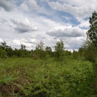 В конце мая... :: Николай Гирш В конце мая... :: Николай Гирш