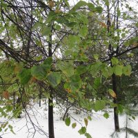 Снег и листья :: Андрей Макурин