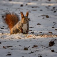 Белка :: alex graf