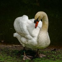 Стеснительный... :: Николай Гирш