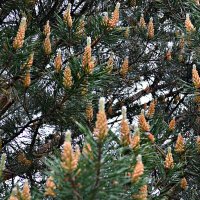 Молоденькие :: Ната57 Наталья Мамедова Молоденькие :: Ната57 Наталья Мамедова