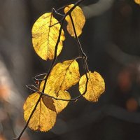 ... :: Вячеслав Минаев