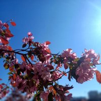 Цветение :: Рустам Кашапов