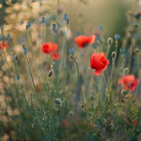 *** :: Иваннович *