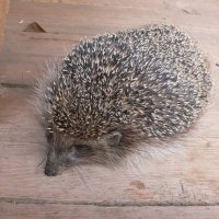 Ёжик :: Иван Генералов